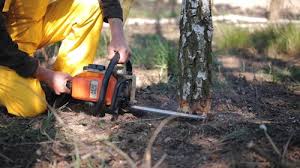 Trusted Del Rio, TX Tree Services Experts